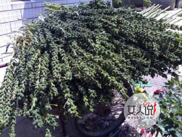 悄悄告诉你黑芝麻的功效与作用，这个小东西魅力何在？