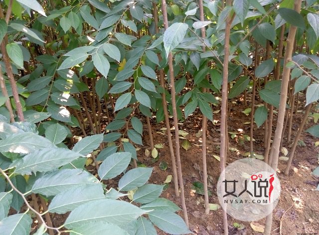 杜仲的功效与作用，小小药材大大作用！