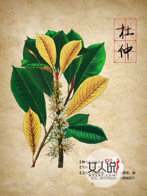 杜仲的功效与作用，小小药材大大作用！
