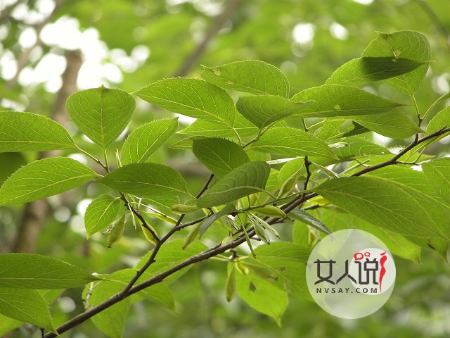 杜仲的功效与作用，小小药材大大作用！