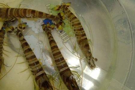 海虾与淡水虾有什么区别 海南野生白刺虾干晒温肾固精