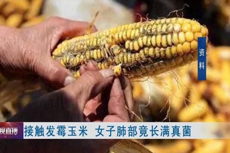 湖北女子接触霉变玉米肺部长真菌 事件真相怎样玉米发霉如何处理