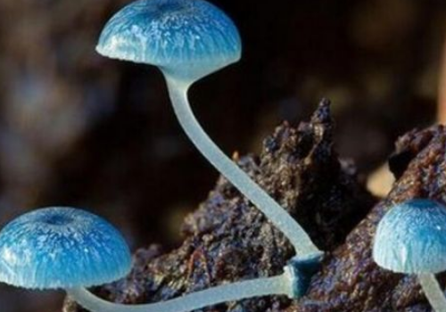 炫蓝蘑菇有毒吗 吃了眼睛会变蓝吗