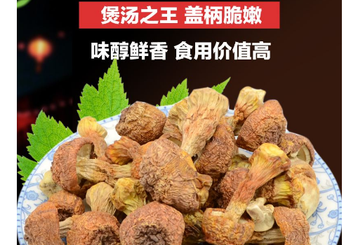 姬松茸的味道怎么样 产期是什么时候