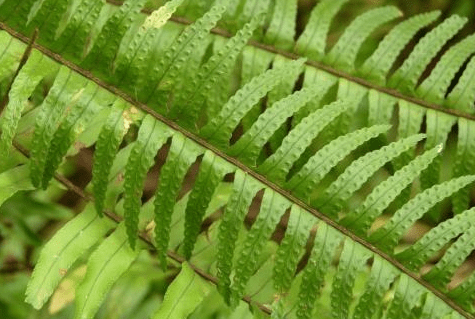 肾蕨果实致癌吗 和波斯顿蕨的区别
