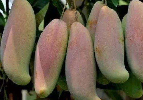 鹰嘴芒怎么判断熟了吗 和象牙芒的区别