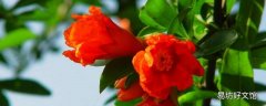 西安的市花是什么名字