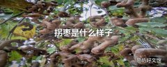 拐枣是什么样子