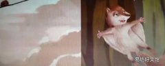 寒号鸟是鼠类还是鸟类