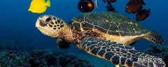 海龟的生活特点