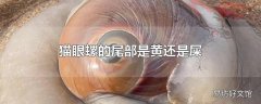 猫眼螺的尾部是黄还是屎