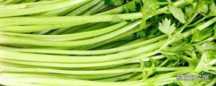 香菜如何保鲜存放