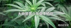 大麻是多少年草本植物