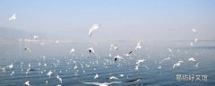 海鸟和鱼相爱代表什么
