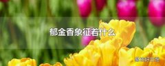 郁金香象征着什么