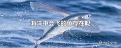 海洋中会飞的鱼存在吗