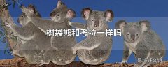 树袋熊和考拉一样吗