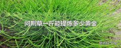 问荆草一斤能提炼多少黄金