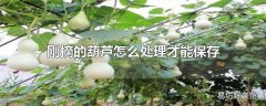刚摘的葫芦怎么处理才能保存