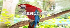 鹦鹉可以活多久