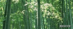 竹子代表什么职业的人