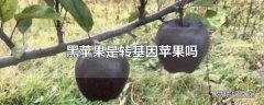 黑苹果是转基因苹果吗