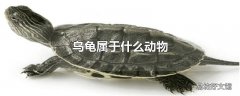 乌龟属于什么动物