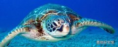 海龟喜欢吃啥