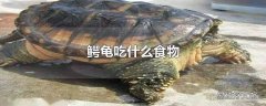 鳄龟吃什么食物