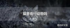 猫是夜行动物吗