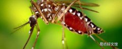 蚊子不吃不喝能活几天