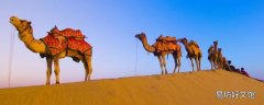 骆驼只有双驼峰一种对吗
