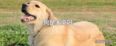 狗是家禽吗