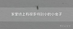家里墙上有很多特别小的小虫子