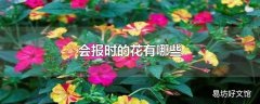 会报时的花有哪些