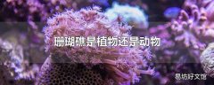 珊瑚礁是植物还是动物