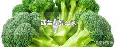 西兰花怎么煮