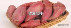 红薯品种