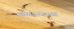 房间里有小虫子怎么处理