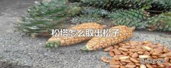 松塔怎么取出松子
