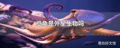 章鱼是外星生物吗