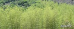 淡竹在哪个地方