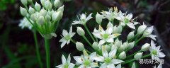 韭菜花几月份采摘