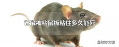 老鼠被粘鼠板粘住多久能死