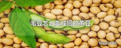 毛豆怎么变成圆的黄豆