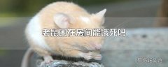 老鼠困在房间能饿死吗