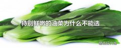 特别鲜嫩的油菜为什么不能选