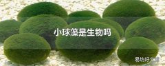 小球藻是生物吗