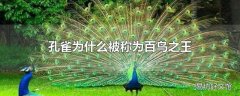 孔雀为什么被称为百鸟之王