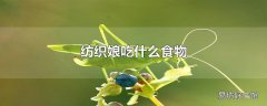 纺织娘吃什么食物
